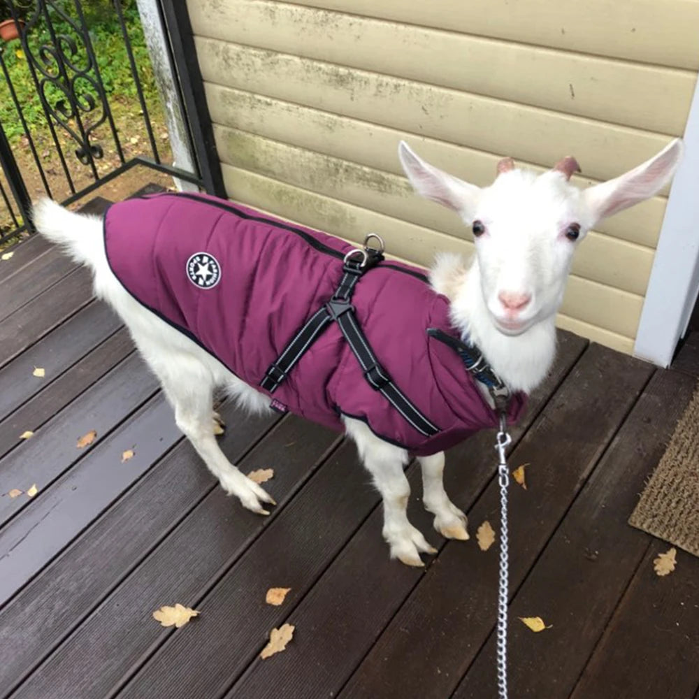 Veste pour grand chien de compagnie