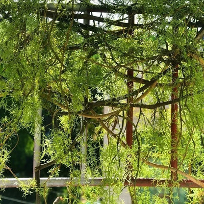 140cm Black Bone Mango Vine Wall Decor