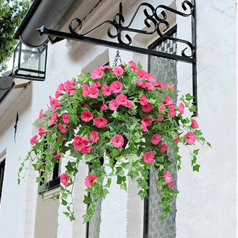 12 Fork Morning Glory Hanging Plants for Home & Garden